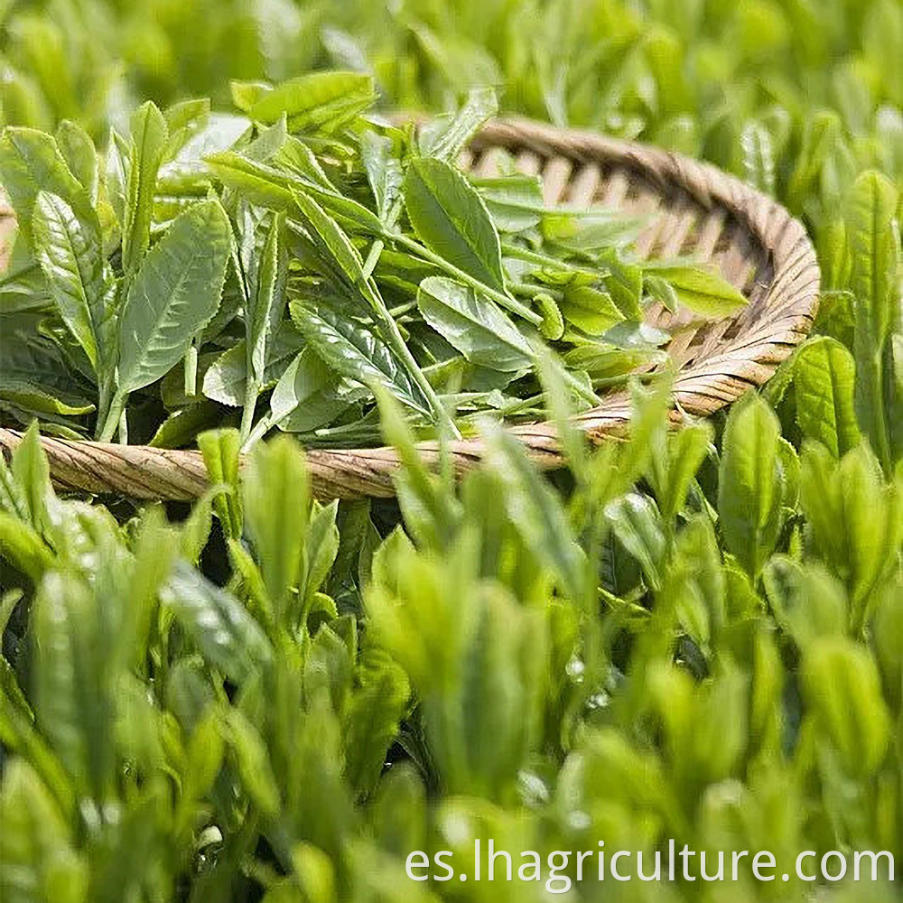 Chinese Tea Beverage